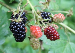 800px-Ripe,_ripening,_and_green_blackberries
