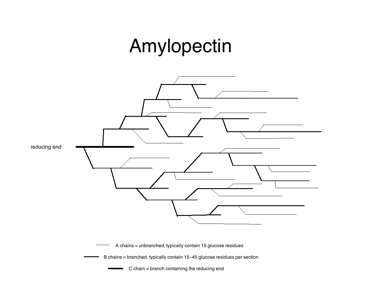 amylopectin 2