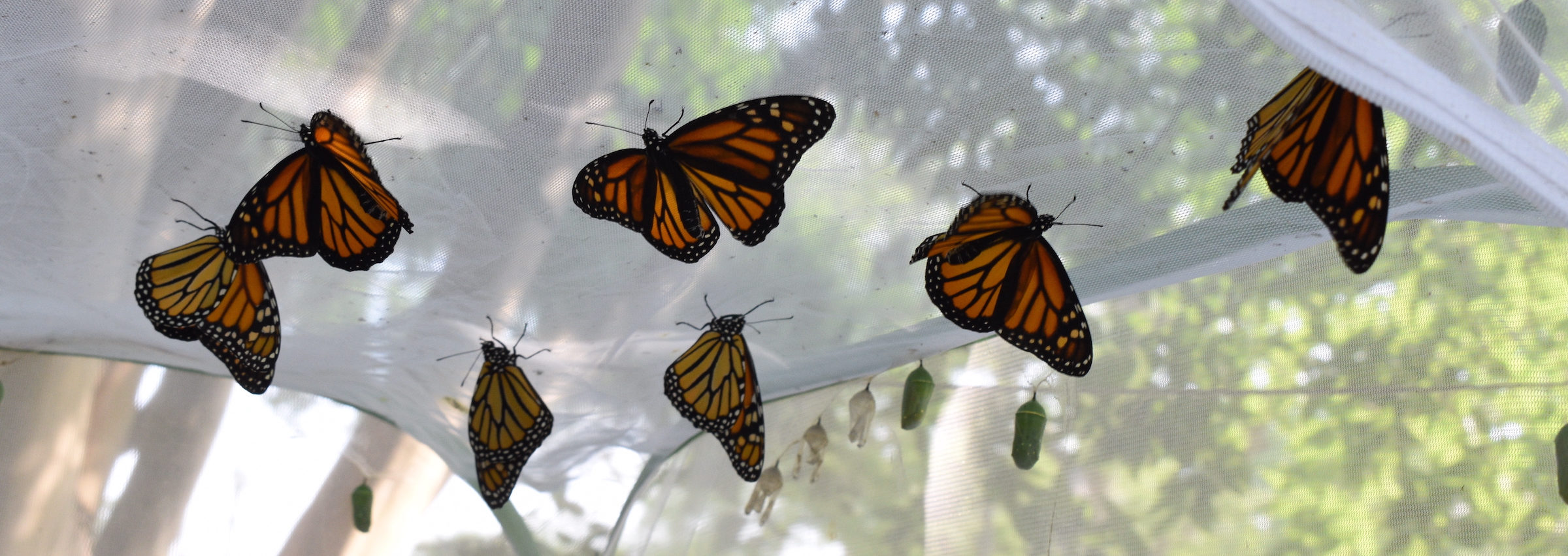 A tense online debate: raising monarch butterflies at home – Texas  Butterfly Ranch